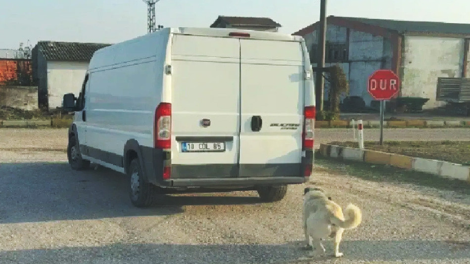 Köpeğe zulmeden kişiye 65 bin lira ceza verildi!